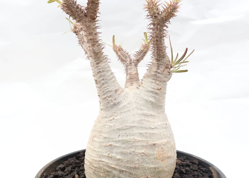 マ*ツ様 多幹塊根植物 パキポディウムグラキリス パキポディウム グラキリス no.88 | mana's farm:塊根植物・アガベ