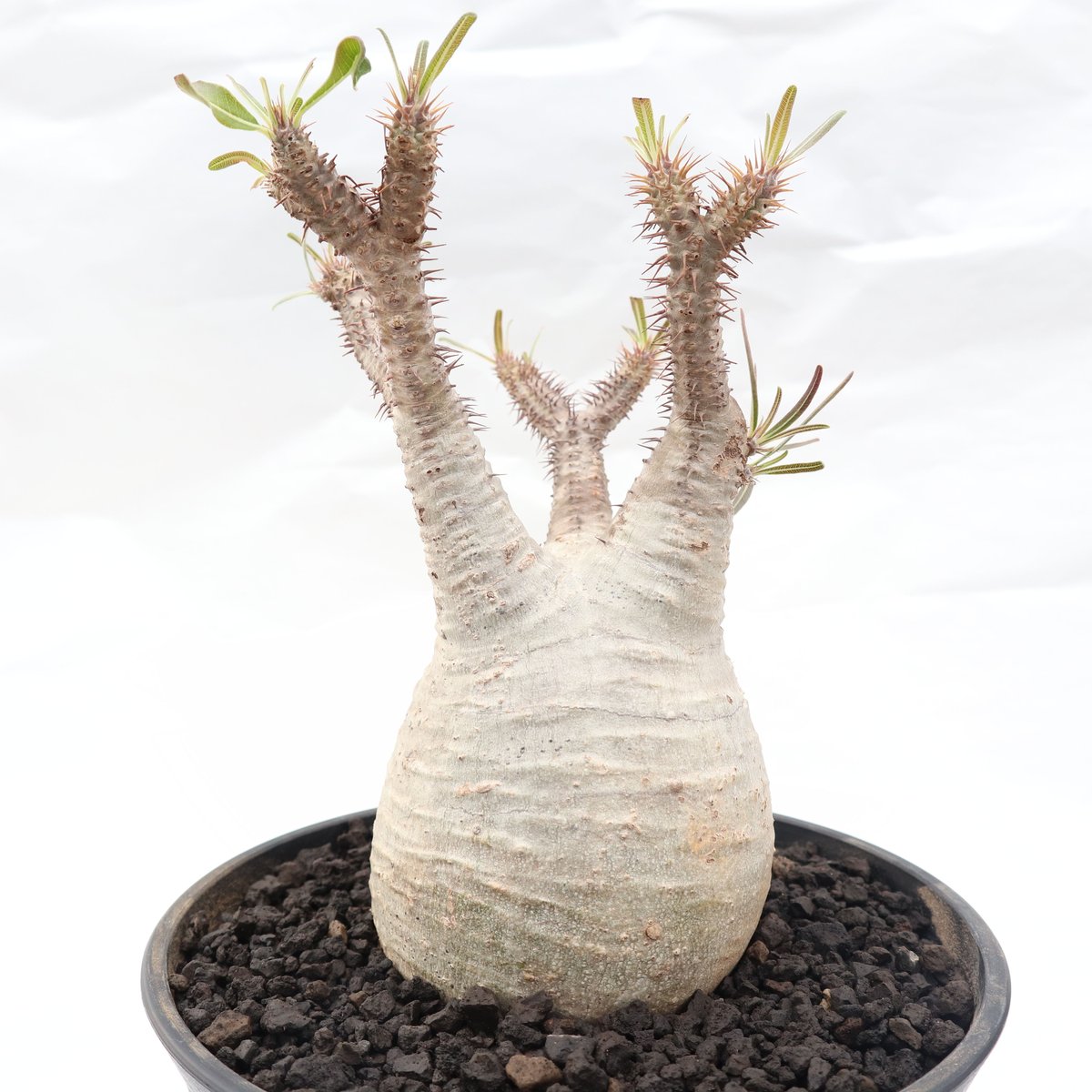 パキポディウム グラキリス no.88 | mana's farm:塊根植物・アガベ