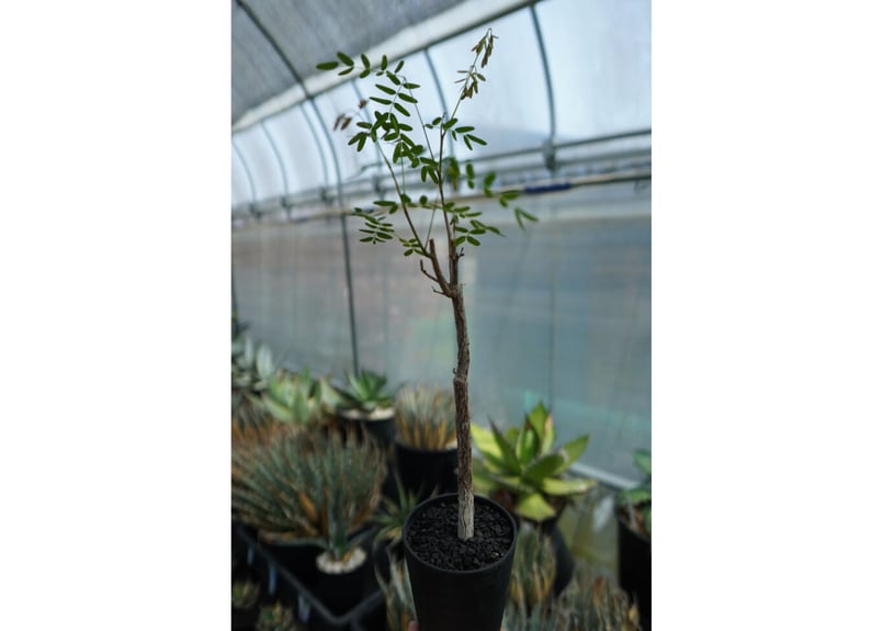 デロニクス プミラ Delonix pumila | mana's farm:塊根植物