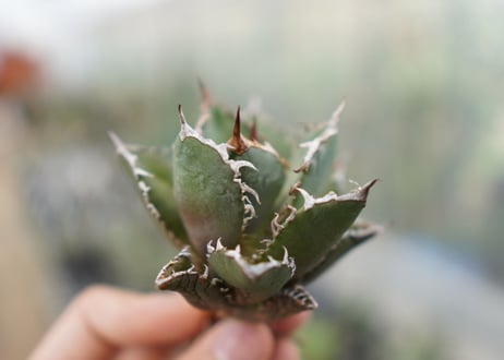 Agave titanota FO-76 C NO.1   (G)
