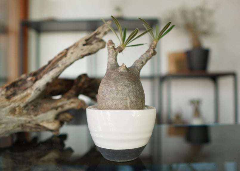 パキポディウム グラキリス Pachypodium Gracilius | mana's f