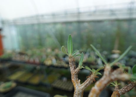 パキポディウム　グラキリス　 Pachypodium Gracilius  No.3