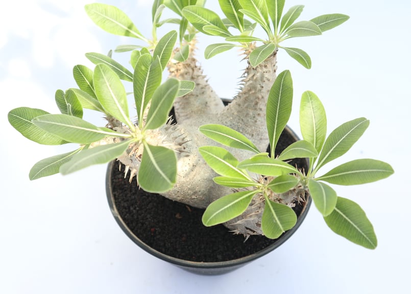 パキポディウム ホロンベンセ | mana's farm:塊根植物・アガベ・ドライ