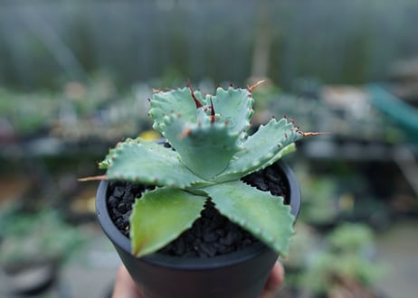 アガベ　イシスメンシス　Agave Isthmensis　No.2