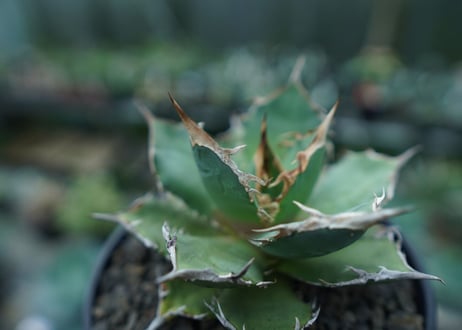 アガベ　チタノタ　FO-76　agave titanota  FO-76　No.3