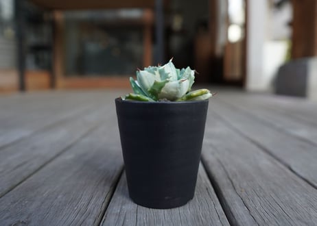 アガベ　王妃雷神錦　白中斑　Agave　“Ohi Raijin Nishiki Shironakahu”