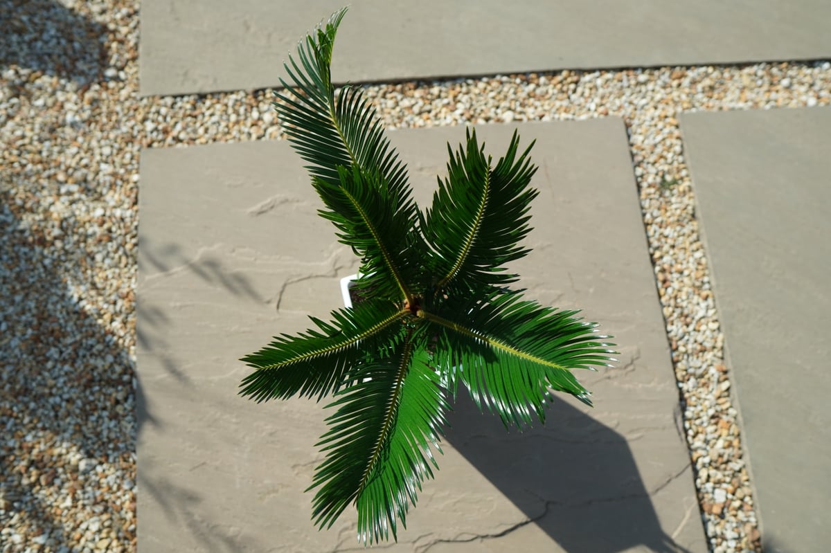 ソテツ No.1 | mana's farm:塊根植物・アガベ・ドライガーデン植物販売