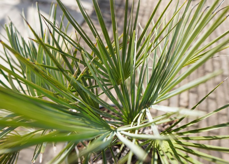 チャメロプス セリフェラ Chamaerops humilis var. Cerifera