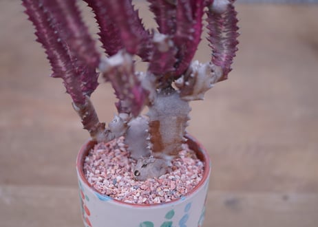 ユーフォルビア　紅葉彩雲閣　Euphorbia trigona f. rubra