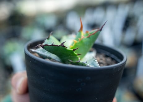 アガベ　チタノタ　ブルー　agave titanota Blue 　NO.5