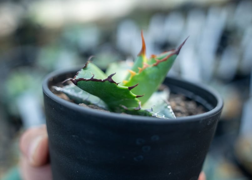 アガベ チタノタブルー 種子 500粒 Agave titanota blue 993485629.jpg?1597577988