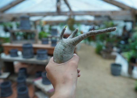 【抜き苗】パキポディウム　グラキリス　 Pachypodium Gracilius  No.10