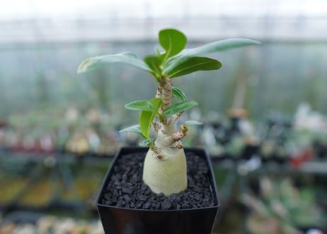アデニウム　Adenium　No.2