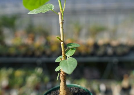フィカス パルメリー Ficus palmeri