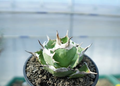 アガベ　チタノタ　獅子光　agave titanota　lion light