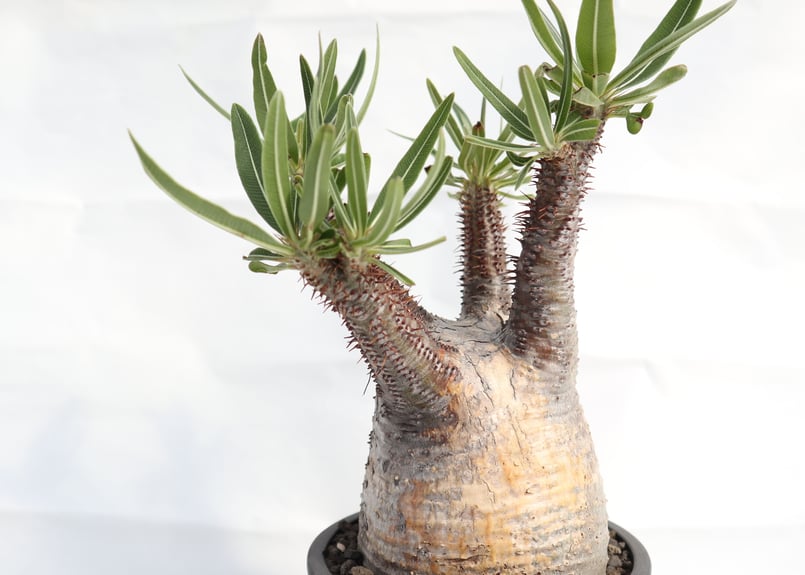 man　パキポディウム グラキリス パキポディウム グラキリス 44 | Plants・Cycle