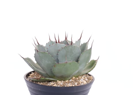 Agave parryi var truncata Huntington