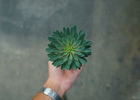 ユーフォルビア　ソテツキリン "パイナップルコーン"　Euphorbia sotetsukirin  No.1
