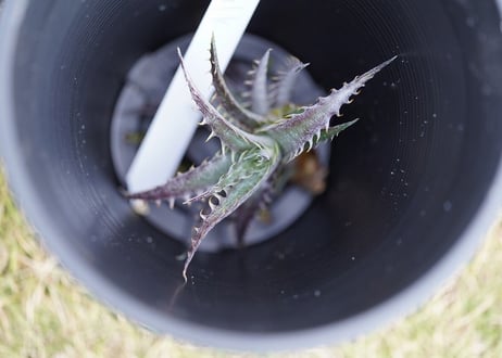 Dyckia Hulk