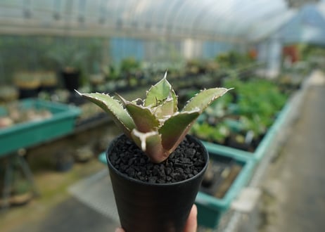 アガベ　チタノタ　FO-76　Agave titanota  FO-76　No.1