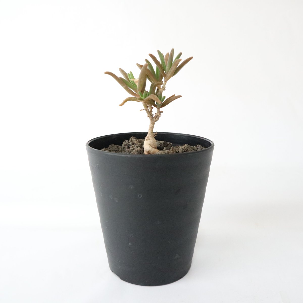 メストクレマ メストクレママクロリズム 2.5号鉢 – 福樹園-在庫