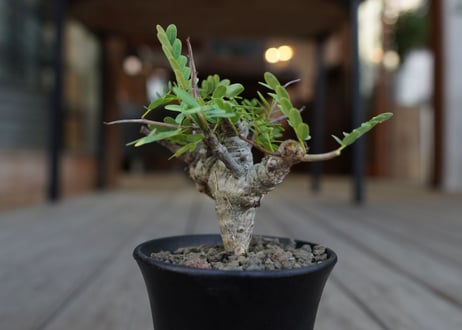 センナ　メリディオナリス　Senna meridionalis　No.1