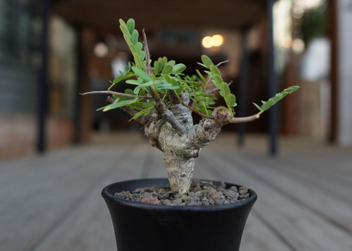 センナ メリディオナリス Senna meridionalis No.1 | mana's f