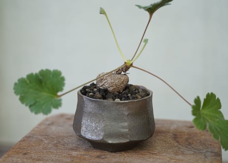 Pelargonium lobatum