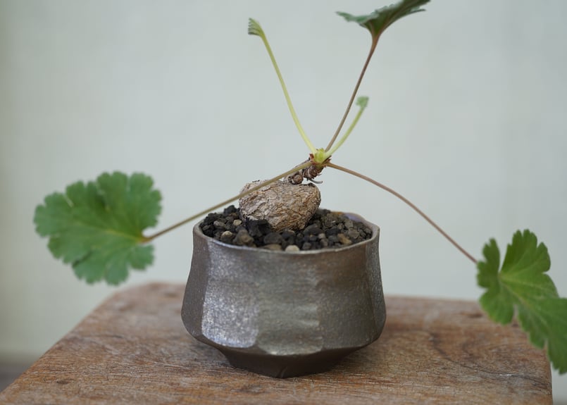 ペラルゴニウム ロバツム検索（塊根植物パキポディウム グラキリス アガベ ） isla del pescado - Pelargonium lobatum-ペラルゴニウム・ロバツム