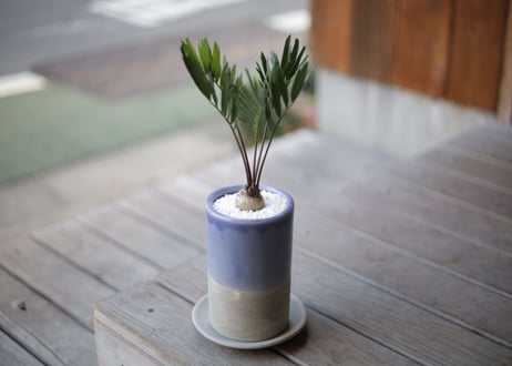 ザミア フロリダーナ　Zamia floridana