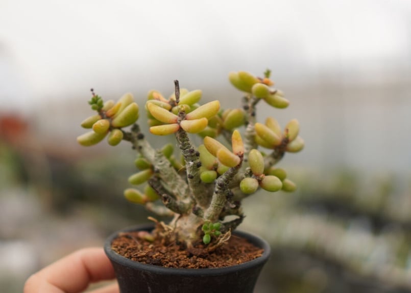 ぷくぷく！　チレコドン　ポドレイアエ　多肉植物　塊根植物　実生　ポドレイアエ ぷくぷく！ チレコドン ポドレイアエ 多肉植物 塊根植物 実生