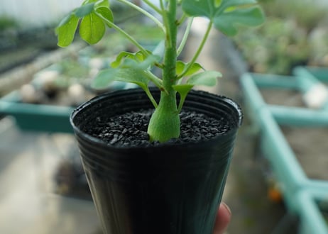 アデニア　グラウカ　Adenia glauca  No.5