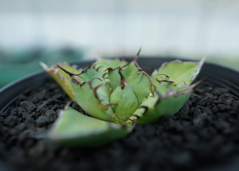 アガベ チタノタ 黒鯨 Agave titanota black whales No.5 |