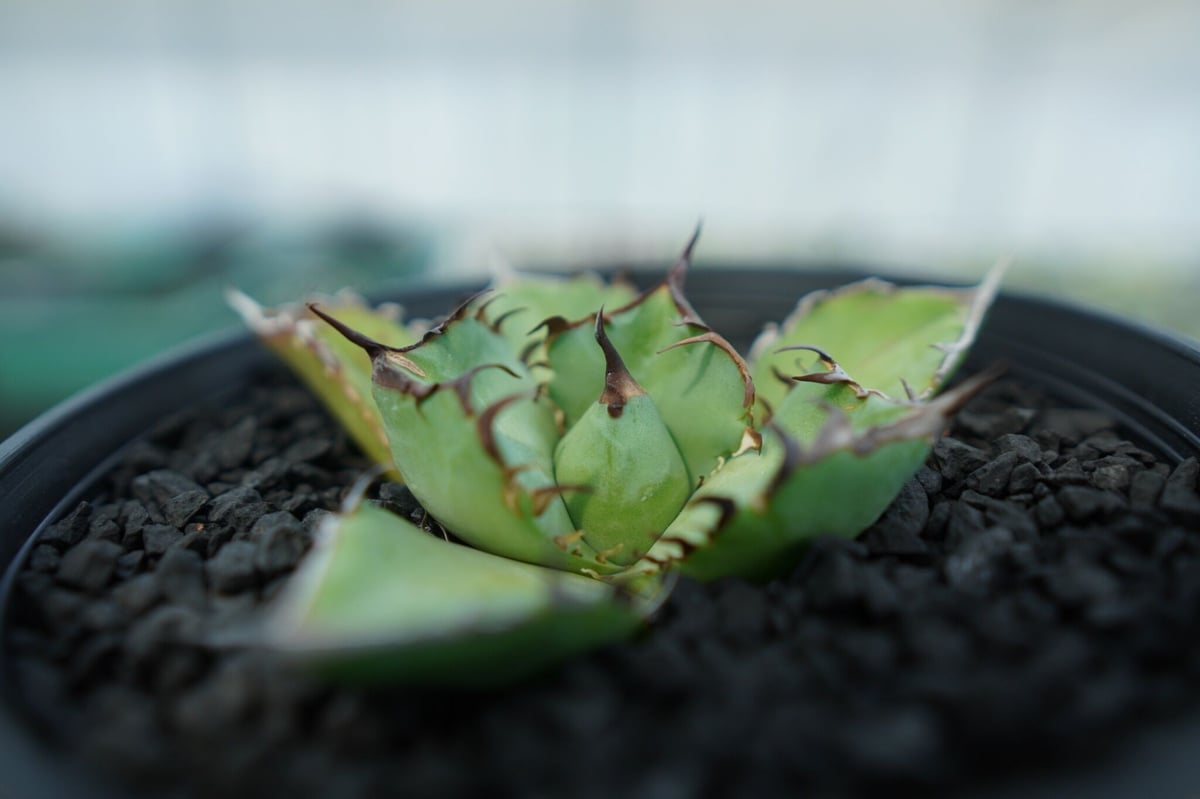 黒鯨クレステッド綴化アガベ