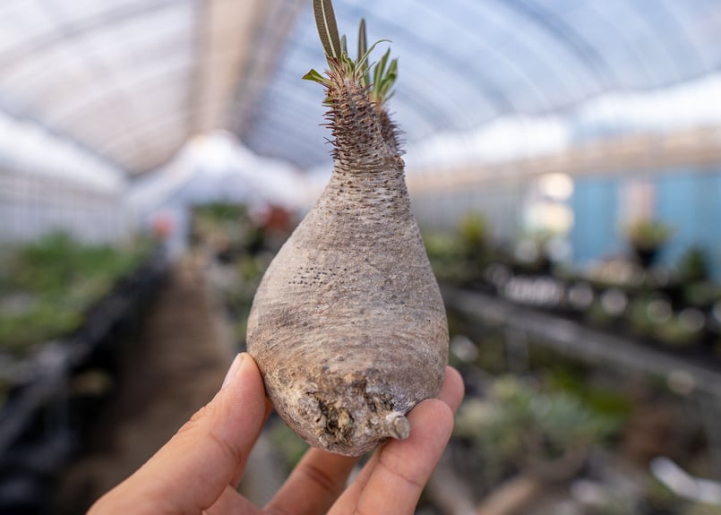 パキポディウム グラキリス No.3 抜き苗 9/30まで限定！ | mana's farm