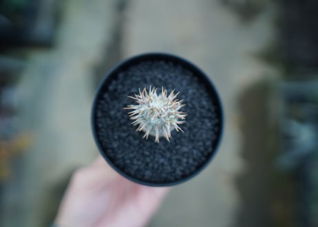 パキポディウム　カクチぺス　Pachypodium cactipes