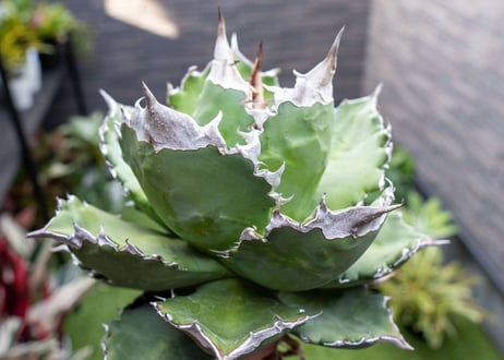 Agave White flame 白火焔