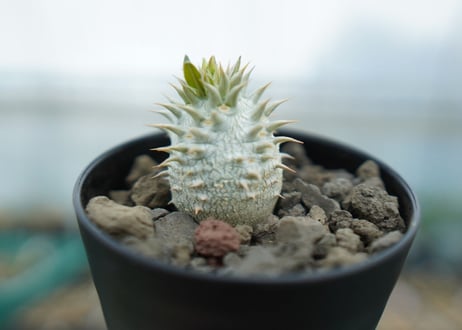 パキポディウム　デンシフローラム Pachypodium densiflorum  No.2