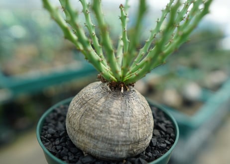 ユーフォルビア デシドゥア　Euphorbia decidua