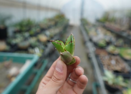 【抜き苗】アガベ　チタノタ　白鯨　Agave titanota White whale