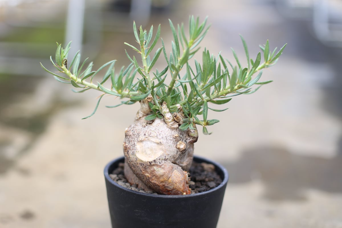 パキポディウム ビスピノーサム | mana's green:塊根植物販売 パキポディウム ビスピノーサム | mana's green:塊根植物販売
