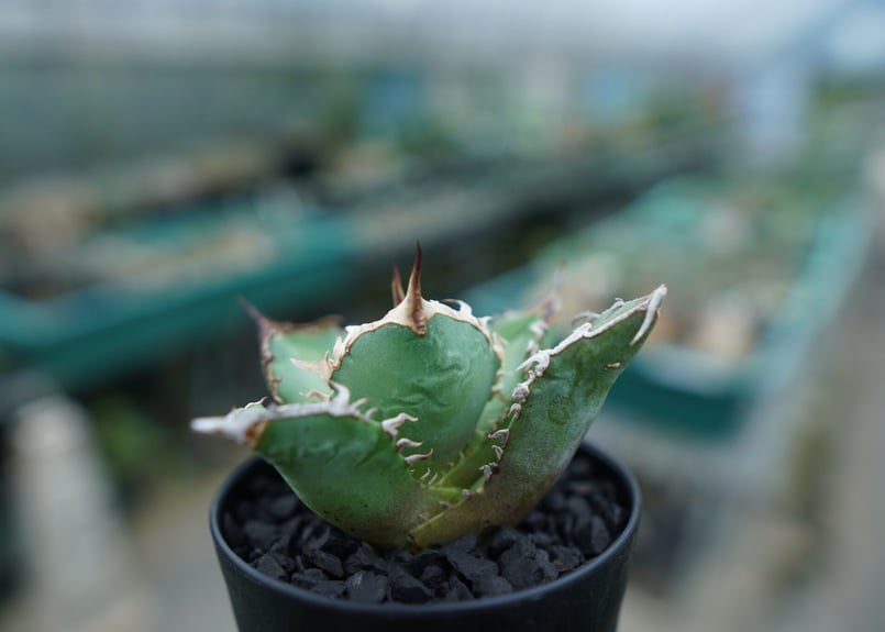 アガベ チタノタ アガベ チタノタ | GREEN TRUST online store