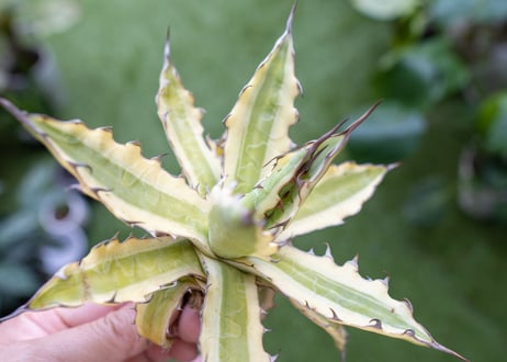 Agave xylonacantha “Frostbite”  NO.2