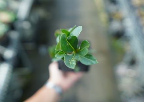 アデニウム　Adenium　No.10