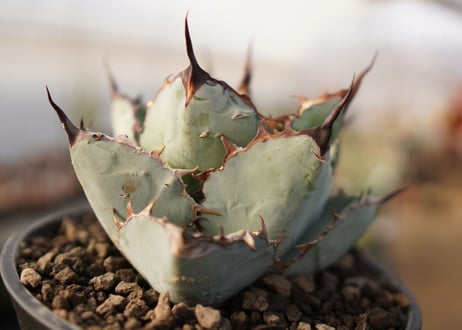Agave titanota 'black and blue'【スタッフ一押し】　No.4