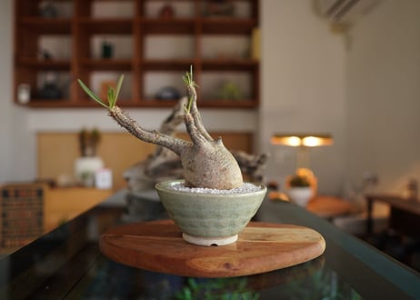 パキポディウム　グラキリス　 Pachypodium Gracilius