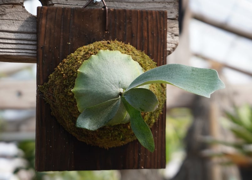 ビカクシダ P.Stella Aeterni OC ビカクシダ P. Stella Aeterni (TC) | mana's farm:塊根植