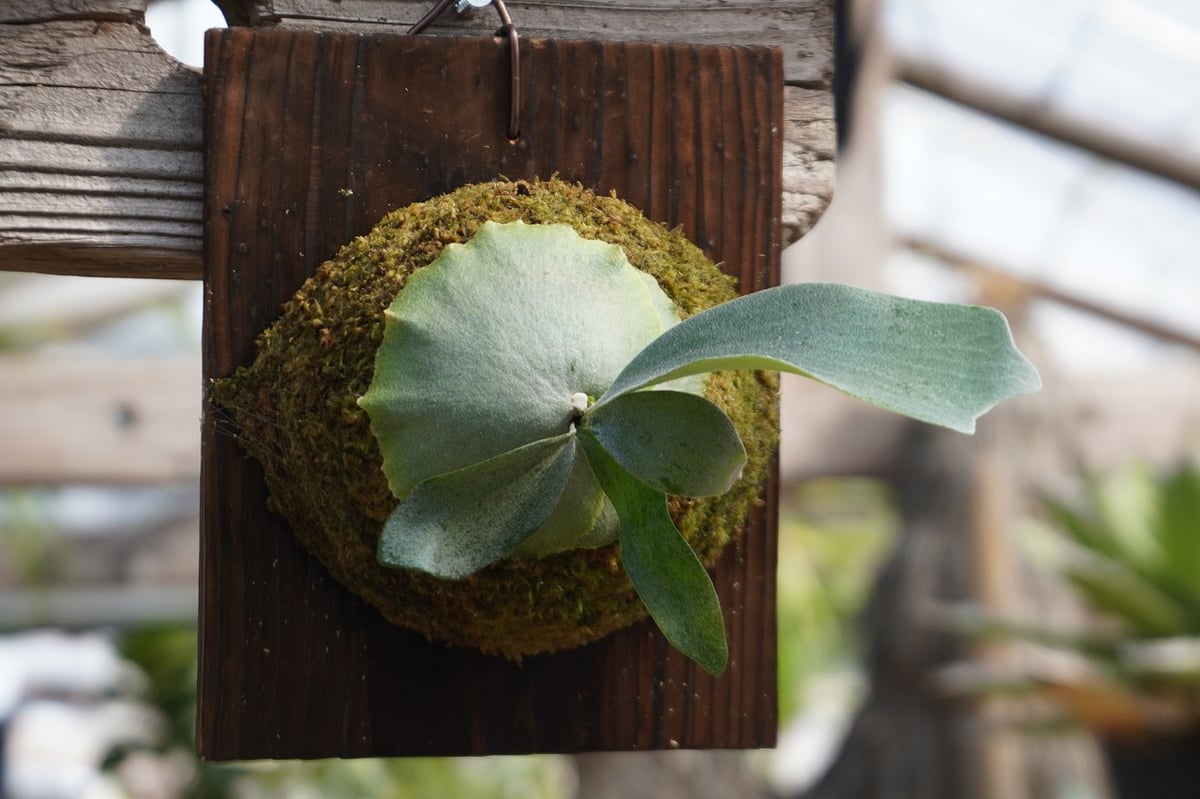 ビカクシダ　P.Stella Aeterni OC ビカクシダ P. Stella Aeterni (TC) | mana's farm:塊根植