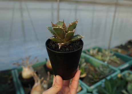 アガベ　チタノタ　FO-76　agave titanota  FO-76