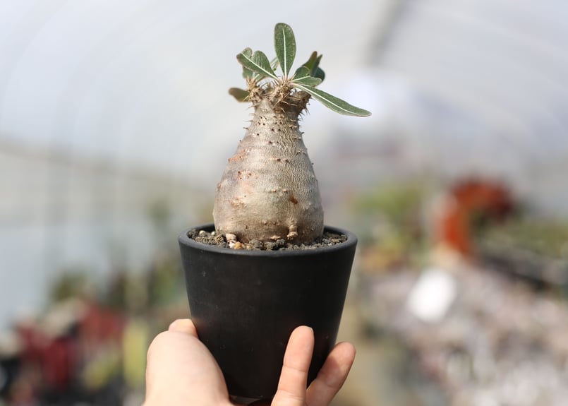 パキポディウム カクチペス | mana's green:塊根植物販売|マナズ パキポディウム カクチペス | mana's green:塊根植物販売|マナズ